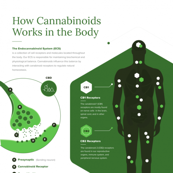 how cannabinoids works in the body infographic